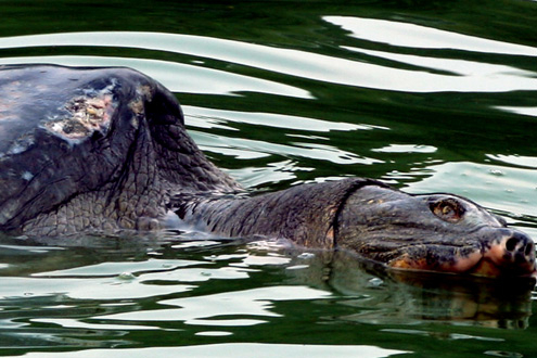 Cụ Rùa và những chuyện khó tin chỉ có ở... Hồ Gươm