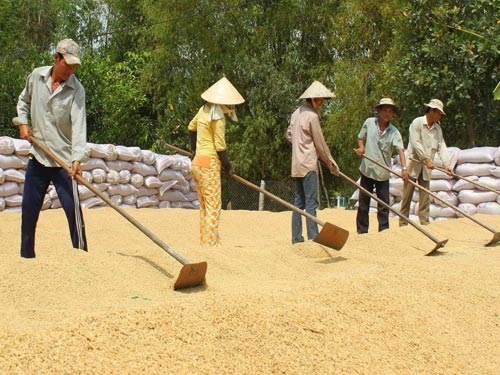 Bóp bụng bán rẻ lúa