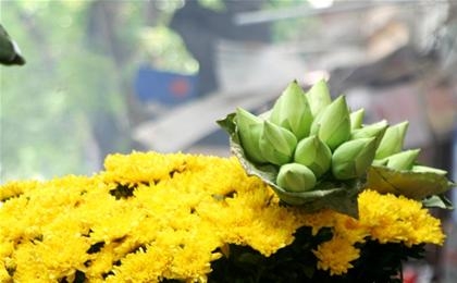 Mùa sen… lên phố