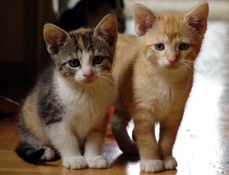 Năm Mão nói chuyện “mèo trắng, mèo đen…”