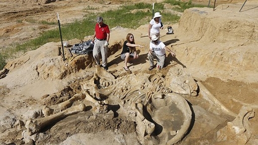 Sốc vì đào được bộ xương voi ma mút trong vườn nhà