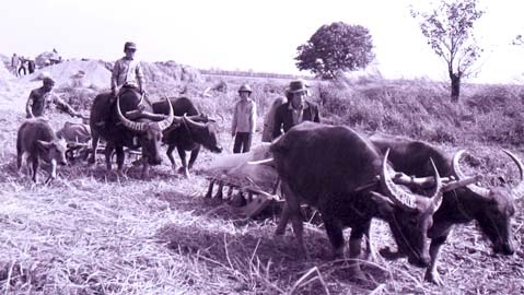 Cô Ba Sương có công, chứ không có tội!