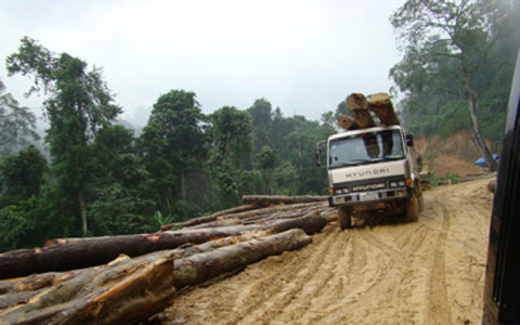 Thủy điện phá rừng: Vụ trưởng bảo không, báo cáo nói có