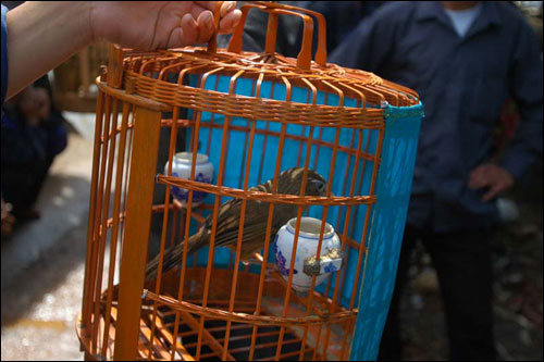 Chợ chim hoạ mi Mường Khương