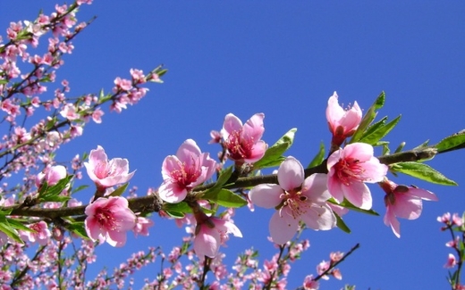 Thơ  Chào xuân Giáp Ngọ