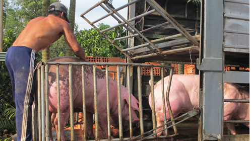 Chuyển hàng ngàn con heo sang Trung Quốc mỗi ngày