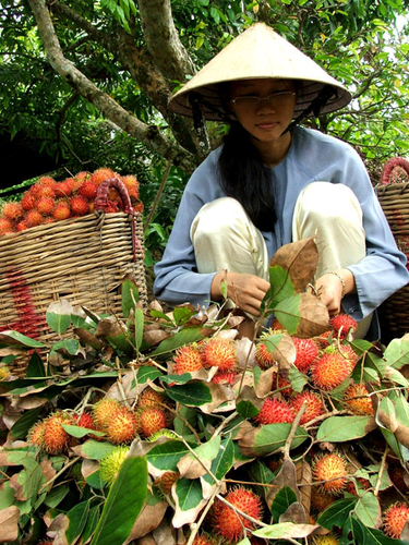 Mùa chôm chôm chính vụ