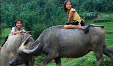 Biểu tượng Việt Nam: Rồng ảo hay Trâu thật?