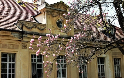 Ngày Xuân nói chuyện hoa