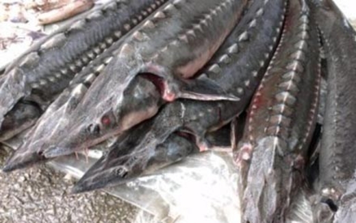 Cá tầm nhập lậu được “rửa” qua các trang trại trong nước