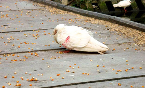 Bồ câu mà biết nói năng...