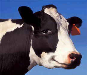 Nếu vắt xe đạp ra sữa