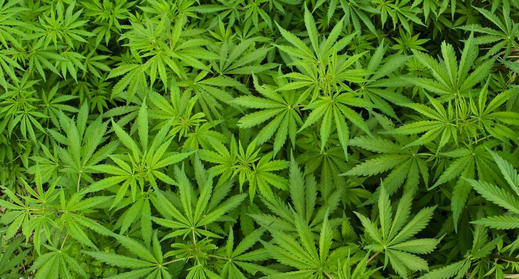 Cây cần sa và những vấn đề liên quan