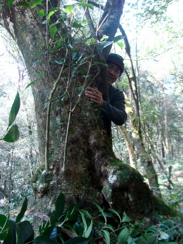 Trở lại kho “báu vật trời cho” giữa rừng Hoàng Liên Sơn