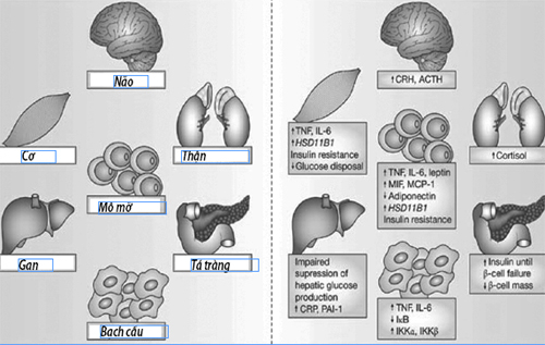 Hội chứng chuyển hóa - Nguy cơ cao mắc bệnh tim mạch, đái tháo đường