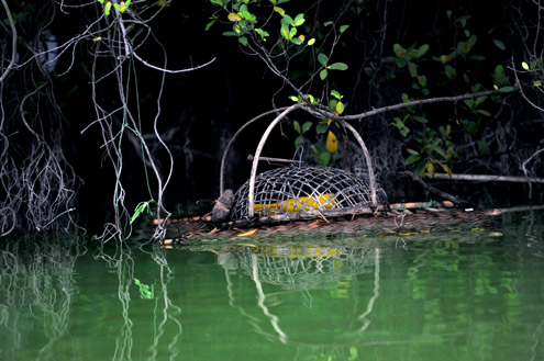 Cận cảnh 'phòng khám' của rùa hồ Gươm