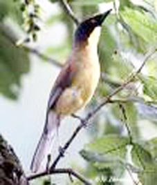 Kon Ka Kinh kỳ thú