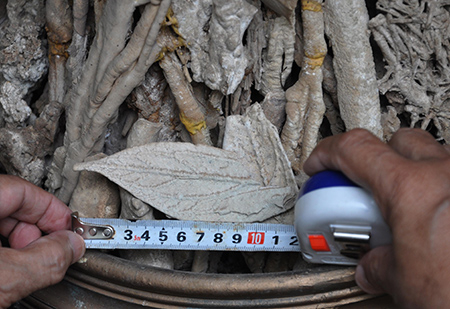 Câu chuyện quá lạ lùng về cây cảnh triệu năm tuổi!