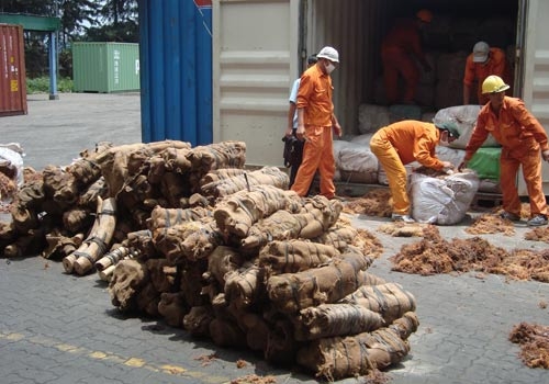 VN - điểm tập kết ngà voi lậu quốc tế