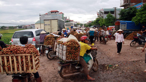 Nói và làm: Chính sách nhiều, nông dân vẫn khổ