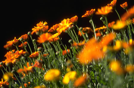 Thơ - Xuân Nguyên