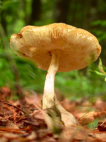 Pan Tadeusz (ciąg dalszy – 31)