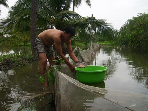 Triều cường, tiền tỉ trôi sông