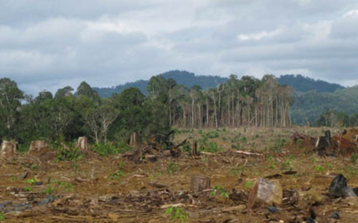 Phá rừng trồng cao su: TƯ bảo có, địa phương nói không