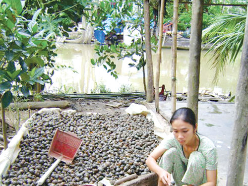 Cơn sốt đỉa, ốc bươu vàng