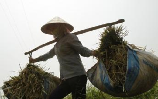 FAO: Châu Á - Thái Bình Dương lãng phi lương thực