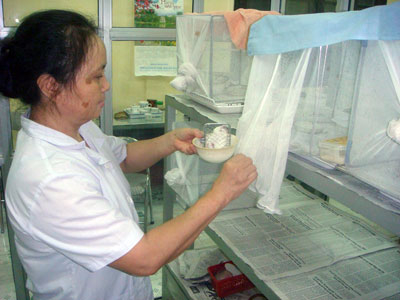 Nghề nuôi… muỗi