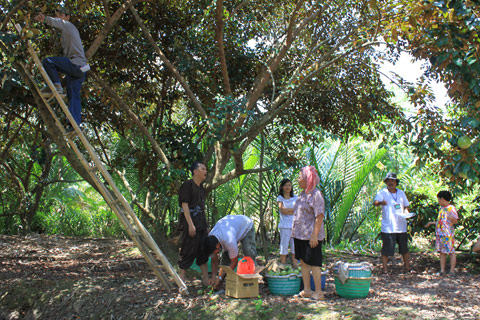 Ngọt ngào mùa vú sữa miền Tây