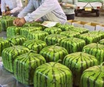 E ngại chất lượng của những quả "siêu đắt"?