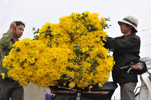 Làng hoa Hà Nội rộn ràng sắc xuân