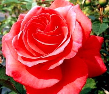 Lễ Vu Lan - Nét văn hóa người Việt