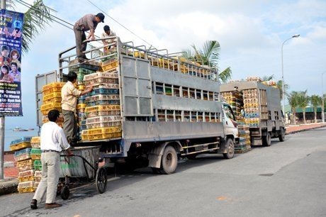 Hàng tấn gà thải Hàn Quốc đổ về TP. HCM
