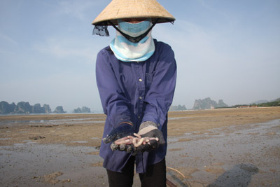 Săn sá sùng ở Bái Tử Long