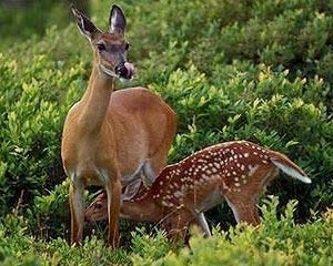 Pan Tadeusz (ciąg dalszy – 35)