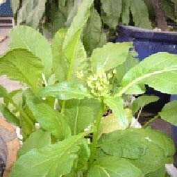 Ẩm thực cao nguyên đá Đồng Văn