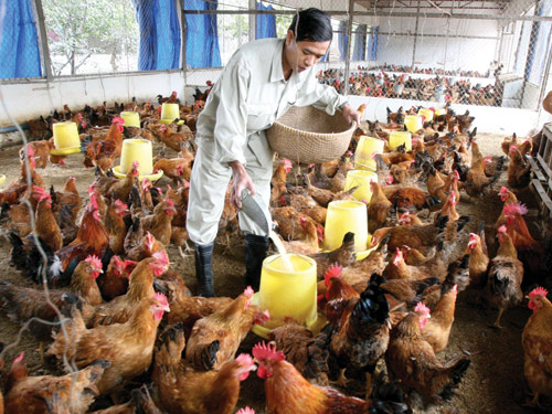 Vị đắng của nền nông nghiệp phụ thuộc: Cây, con đều “ăn” đồ ngoại