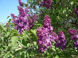 Hoài niệm thời Hoa đỏ