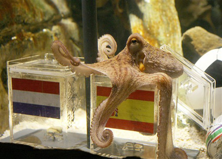 Hành trình đến ngôi vô địch của bạch tuộc Paul