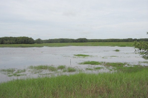 Tràm Chim mùa nước nổi