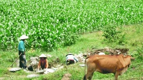 Suối nguồn “chết đứng” vì cơn sốt vàng