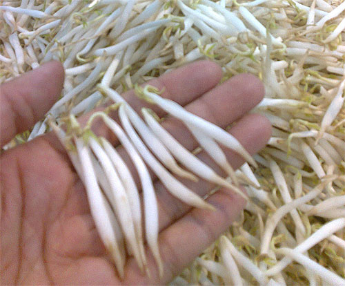 Sản xuất giá ăn bằng hóa chất: Ăn vào ảnh hưởng gan, thận, thần kinh...