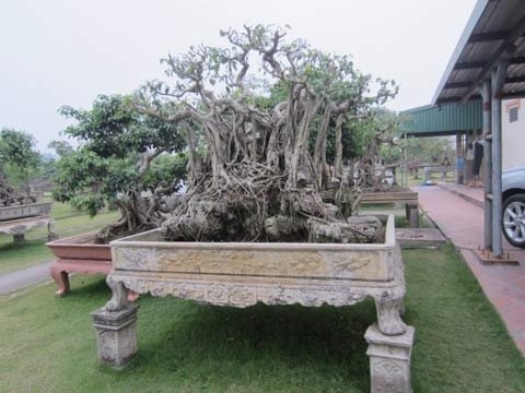 Đau đầu nghĩ cách trông dinh cơ trăm tỉ qua Tết