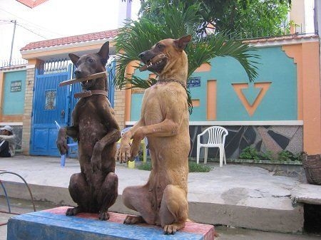 Bỏ tiền triệu cho chó... học ngoại ngữ