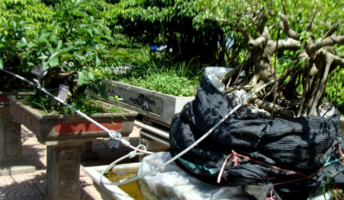 Có hay không "tập đoàn" trộm cắp cây ở Ninh Bình?