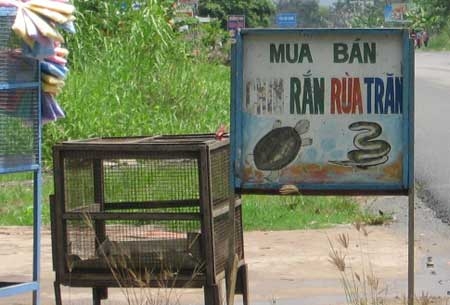 Rắn hổ chúa... kêu cứu