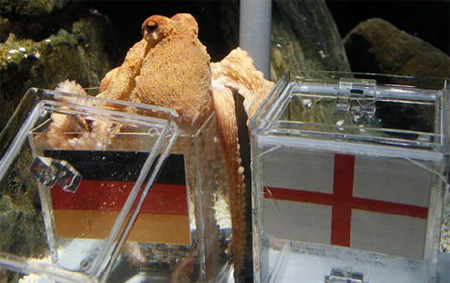 Bạch tuộc đoán đội tuyển Đức sẽ thắng Anh